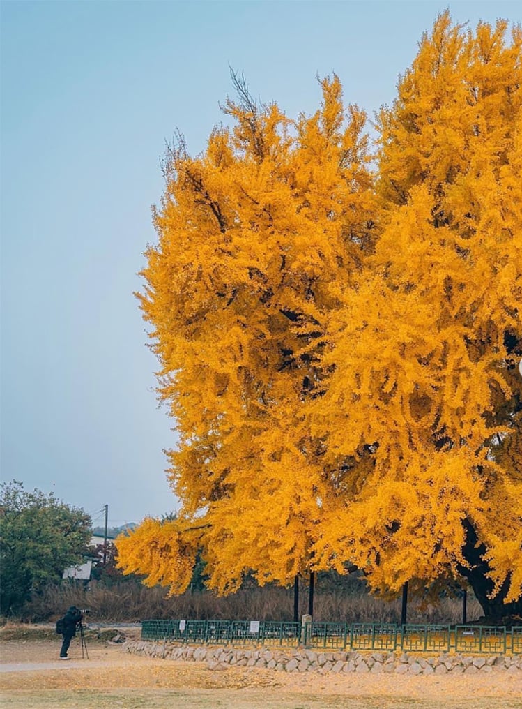 ដើម ginkgo ដ៏ស្រស់ស្អាតបំផុតរបស់ពិភពលោកប្រែទៅជាពណ៌លឿងដ៏អស្ចារ្យ