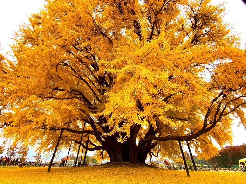 Der schönste Ginkgobaum der Welt färbt sich leuchtend gelb