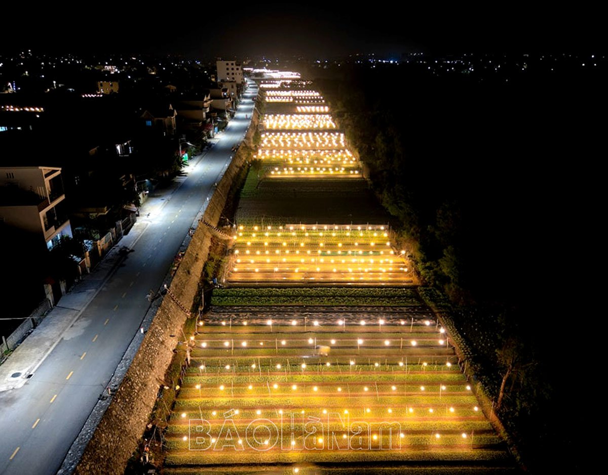 El pueblo de flores de Phu Van está animado durante el Tet