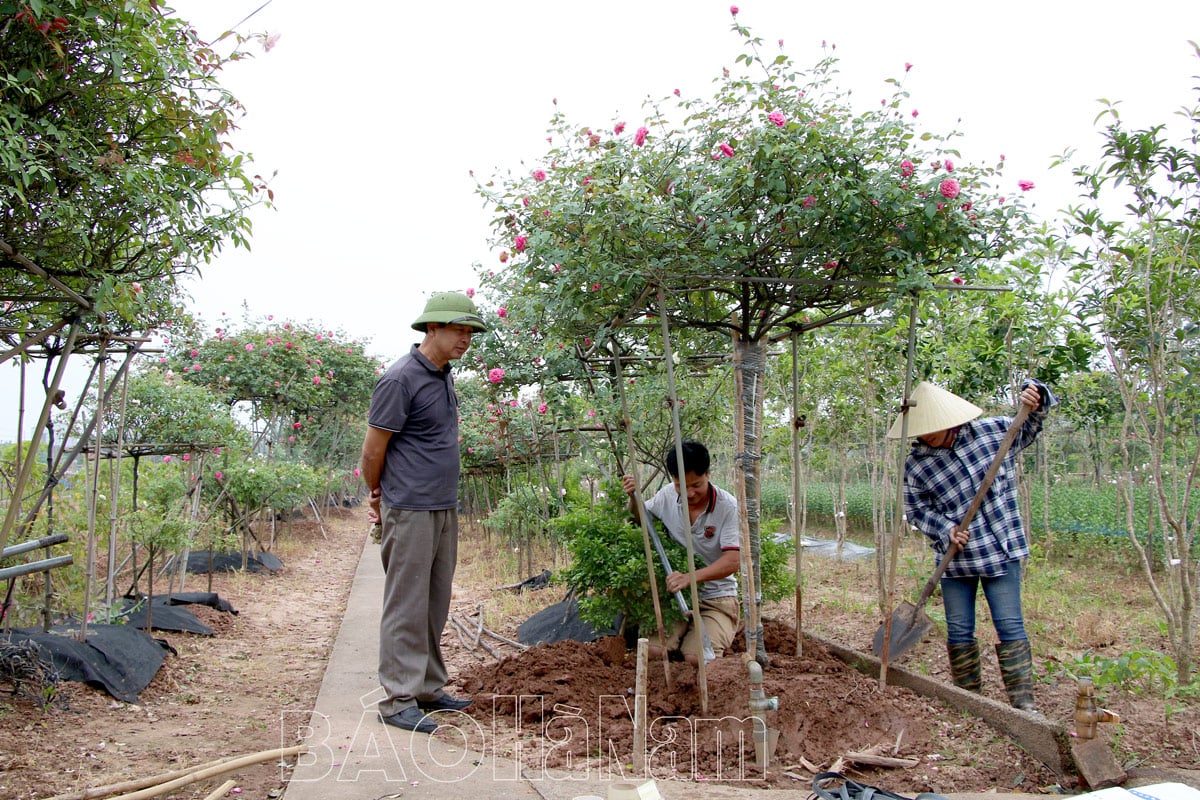 Làng hoa Phù Vân rộn rập vào Tết