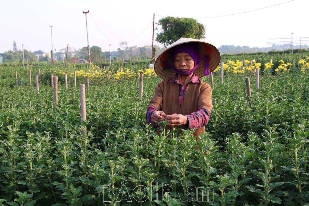 Làng hoa Phù Vân rộn rập vào Tết