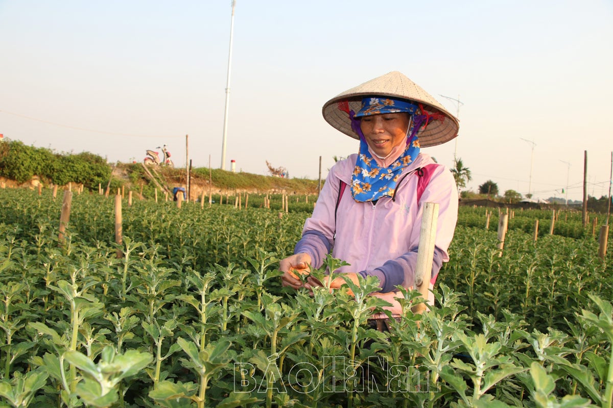 Làng hoa Phù Vân rộn rập vào Tết