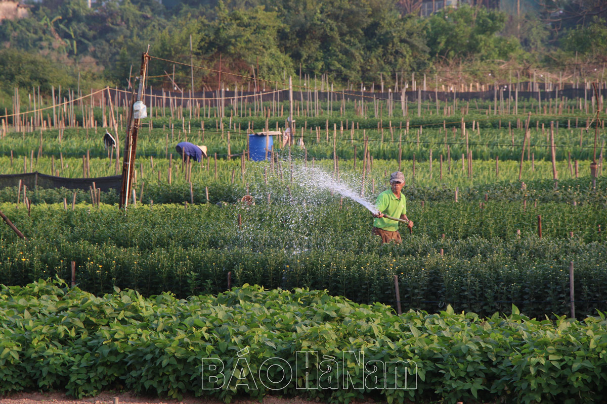 Phu Van flower village is bustling during Tet