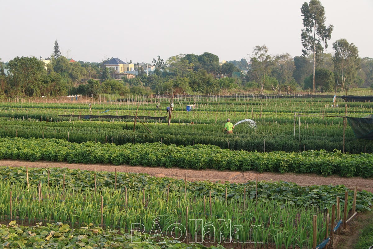 Làng hoa Phù Vân rộn rập vào Tết