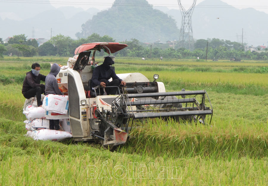 Nông dân Kim Bảng khẩn trương thu hoạch lúa mùa sau mưa lũ