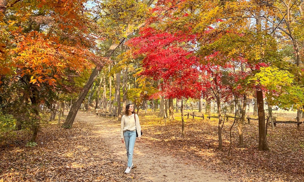 5 hành trình mùa thu ngắm lá vàng lá đỏ