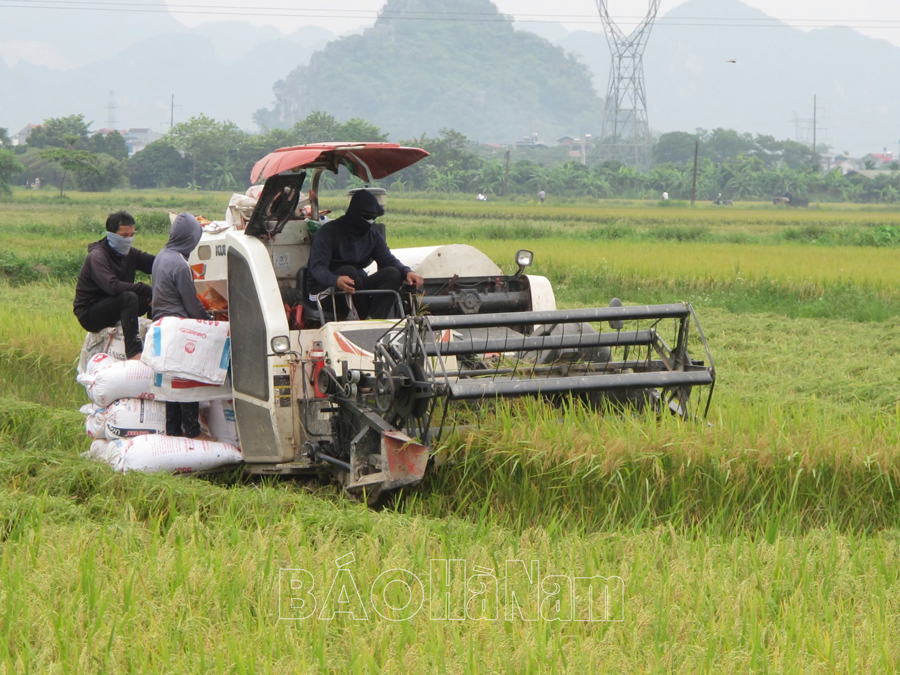   Tập trung chỉ đạo ứng phó bão số 3 bảo vệ sản xuất vụ mùa 2024 