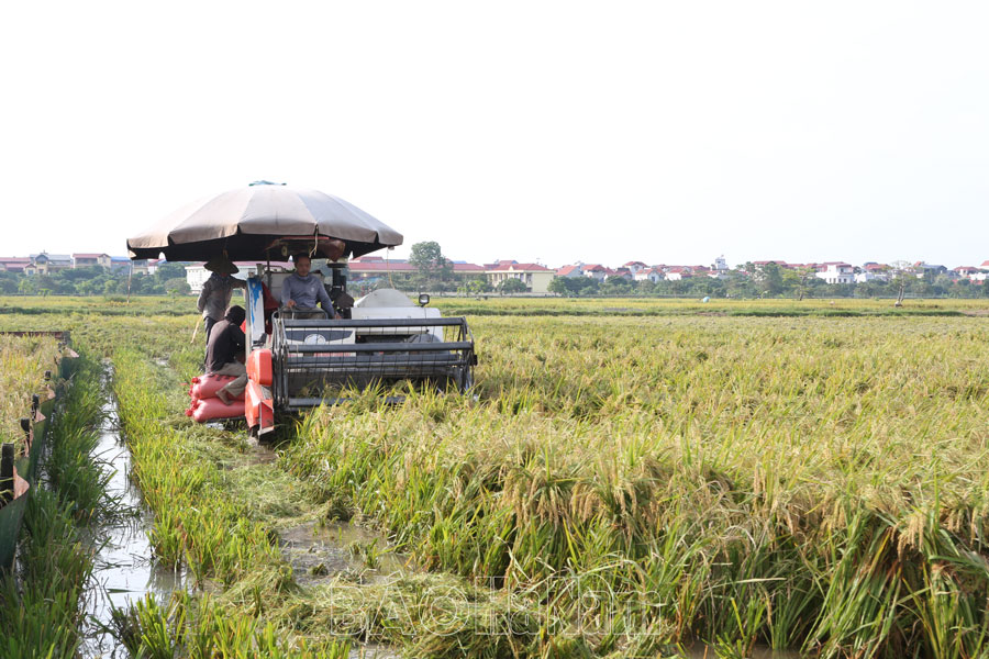 Nông dân Kim Bảng khẩn trương thu hoạch lúa mùa sau mưa lũ