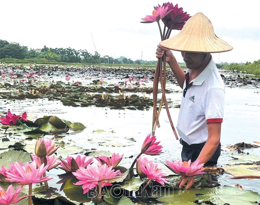 Duy Tiên đẩy mạnh phát triển nông nghiệp đô thị