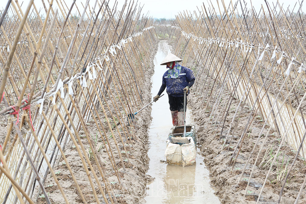 Bảo đảm thời vụ gieo trồng cây màu vụ đông