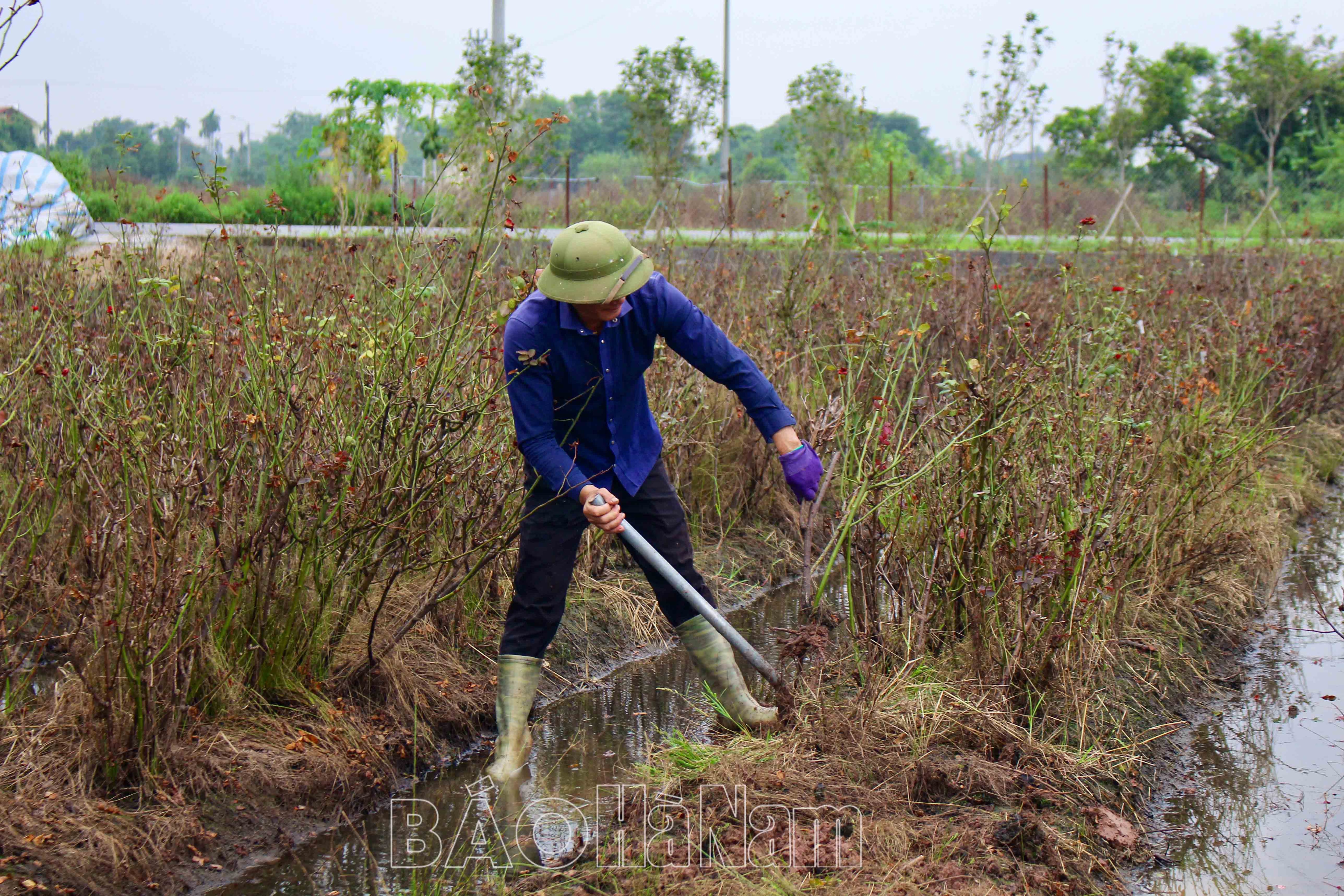 Thủ tướng chỉ đạo đẩy mạnh khôi phục sản xuất nông nghiệp sau bão số 3