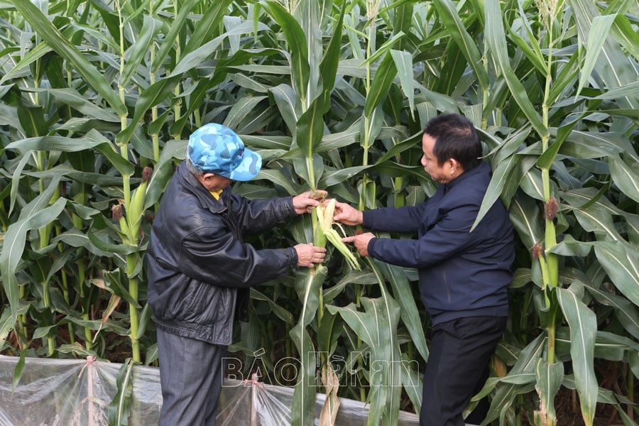 Đánh giá mô hình ngô sinh khối áp dụng cơ giới hóa gắn với tiêu thụ sản phẩm