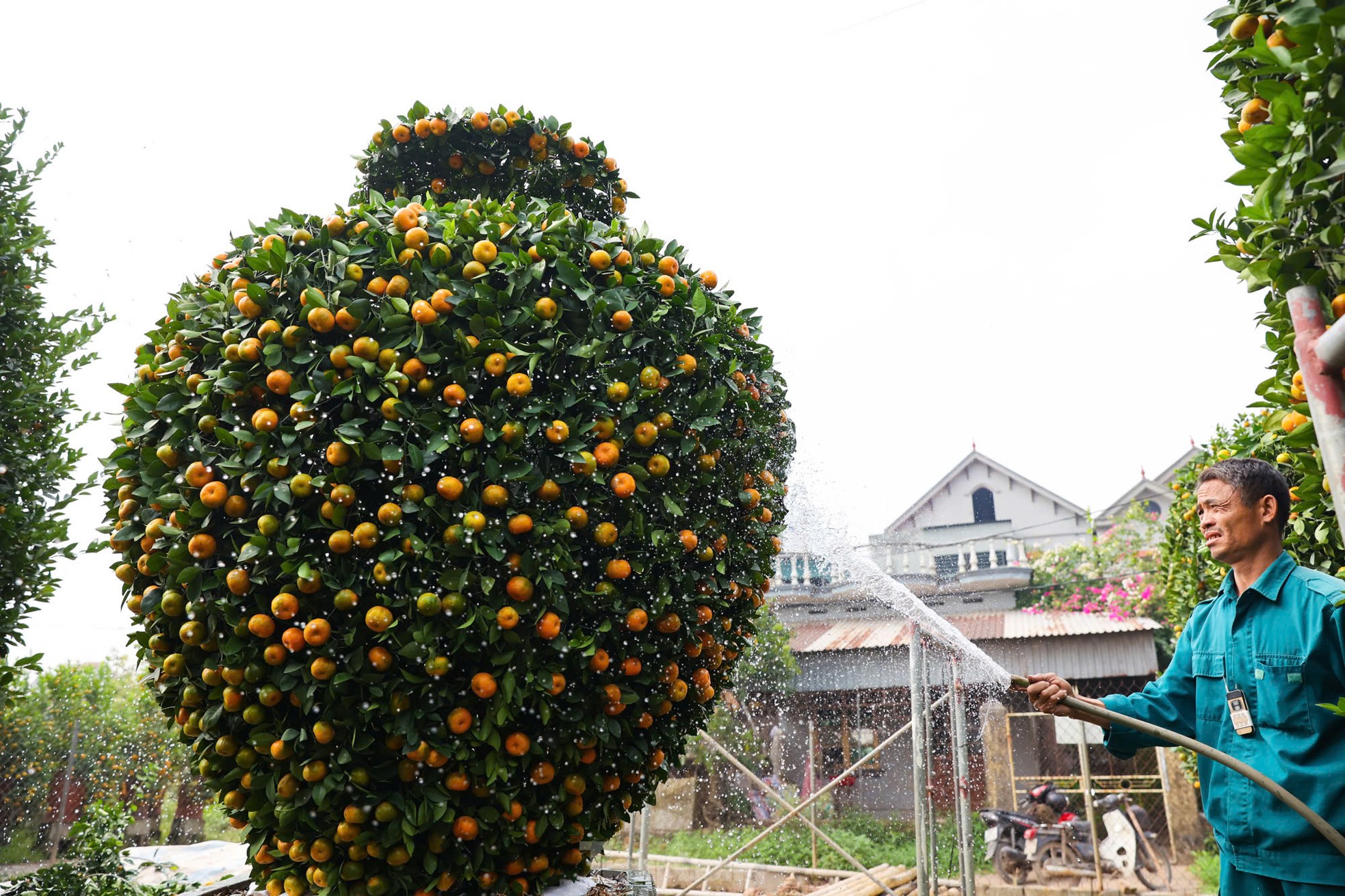 Chưa đến Tết, quýt 'bình hút lộc' khổng lồ giá chục triệu đồng đã cháy hàng ảnh 6