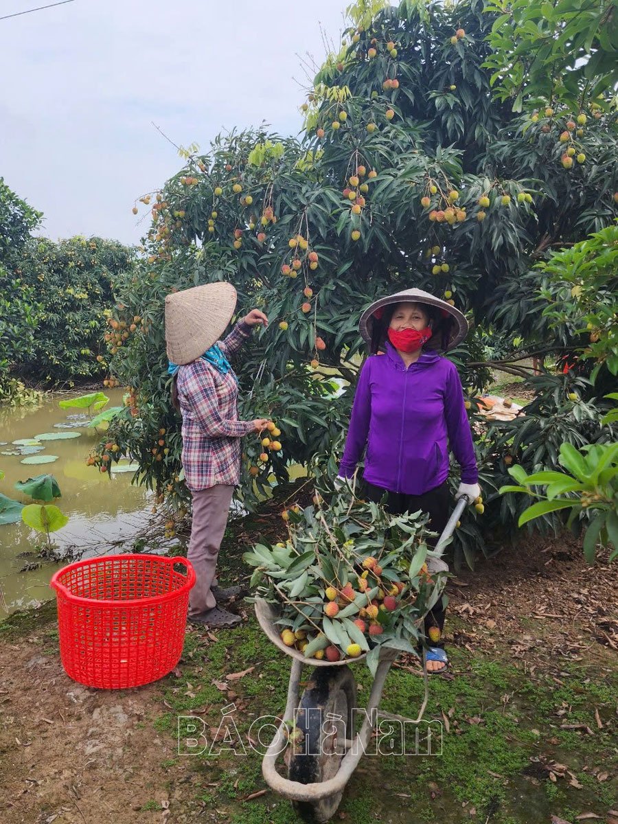 Nhãn hiệu chứng nhận Vải lai U trứng Kim Bảng – thương hiệu để phát triển