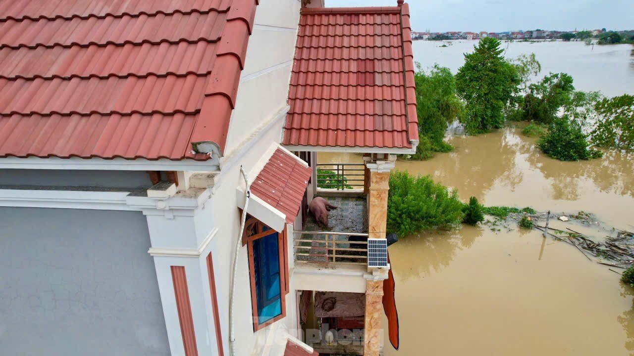 Nước ngập tới mái nhà, cả làng biến thành 'ốc đảo' ảnh 10