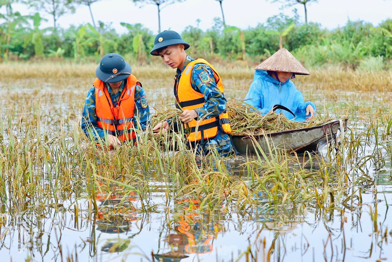 Chiến sỹ Trung đoàn tên lửa ngâm mình gặt lúa giúp dân vùng rốn lũ Chương Mỹ ảnh 7