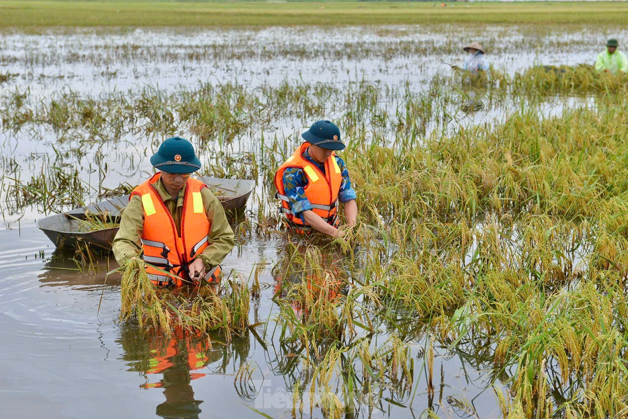 Chiến sỹ Trung đoàn tên lửa ngâm mình gặt lúa giúp dân vùng rốn lũ Chương Mỹ ảnh 8