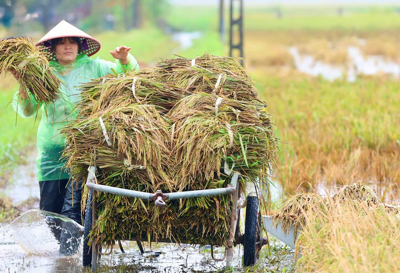 Chiến sỹ Trung đoàn tên lửa ngâm mình gặt lúa giúp dân vùng rốn lũ Chương Mỹ ảnh 18