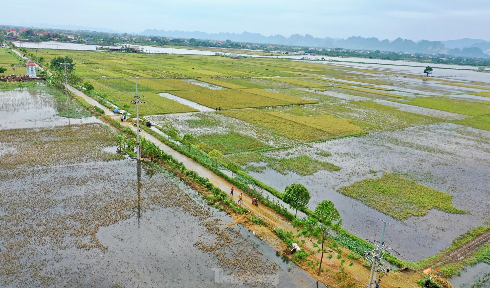 Chiến sỹ Trung đoàn tên lửa ngâm mình gặt lúa giúp dân vùng rốn lũ Chương Mỹ ảnh 19