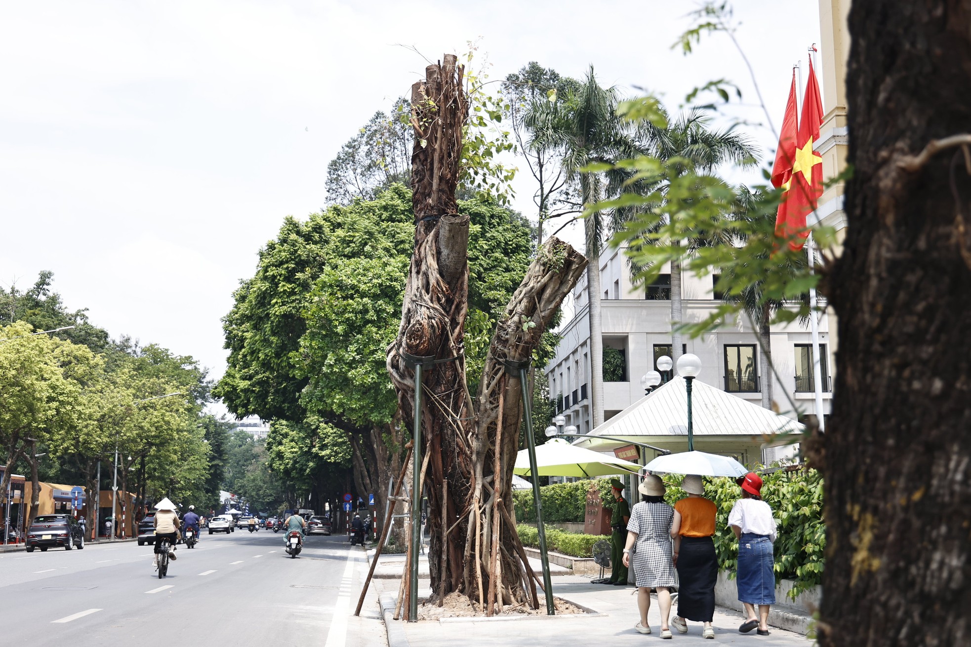 Hà Nội: Những cây xanh gãy đổ sau bão bật chồi 'hồi sinh' ảnh 4