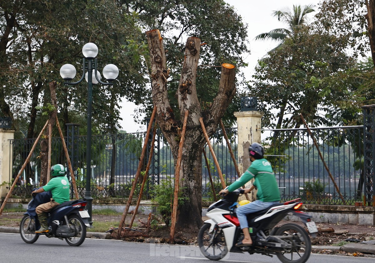 Hà Nội: Những cây xanh gãy đổ sau bão bật chồi 'hồi sinh' ảnh 13