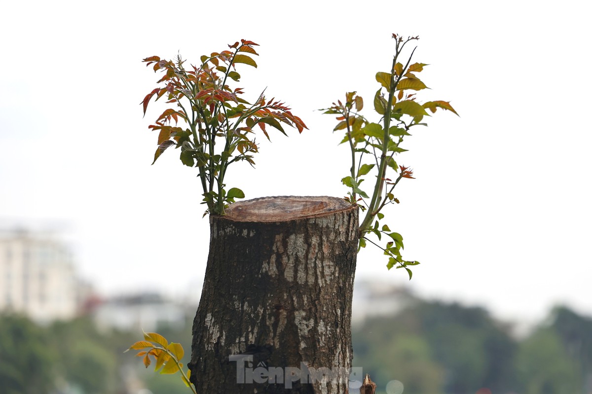 Hà Nội: Những cây xanh gãy đổ sau bão bật chồi 'hồi sinh' ảnh 10