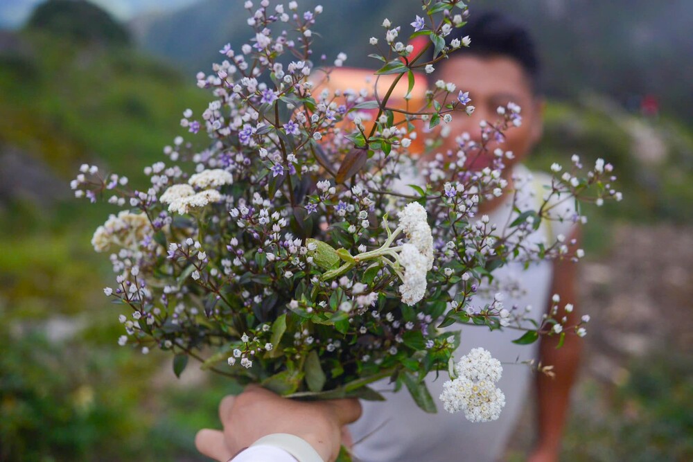 Cũng vì lý do này mà chị Nguyễn Thu Hương (nhân viên văn phòng tại Hà Nội) đã quyết định thực hiện kế hoạch đến thăm Tà Chì Nhù: “Nói về Tà Chì Nhù thì năm ngoái mình đã có kế hoạch đi rồi, nhưng năm nay mới thực hiện được. Nhận được tin hoa Chi Pâu bắt đầu nở là mình bắt đầu lên kế hoạch rủ rê anh/chị/em bạn bè tự túc đi ngắm hoa”. 