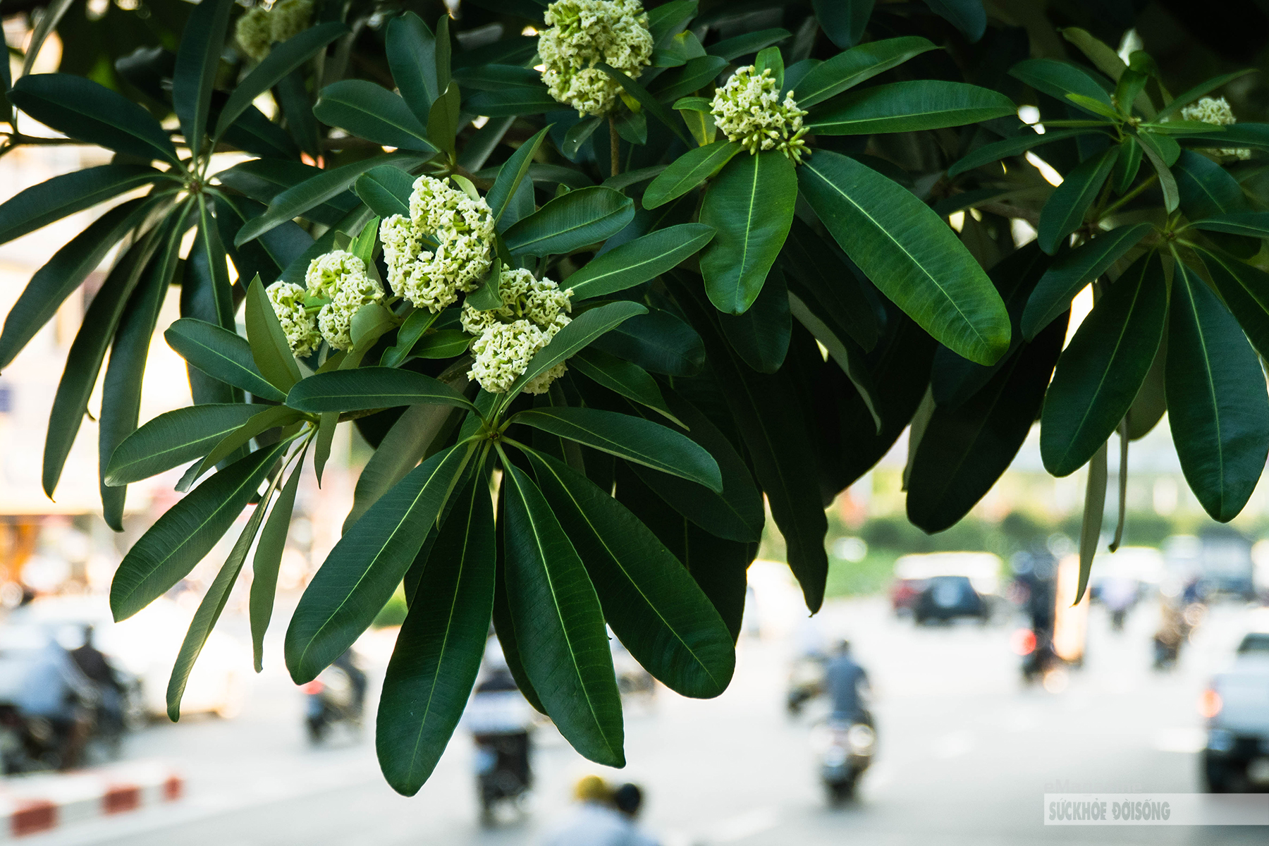 Hoa sữa khoe sắc nồng nàn mùa thu Hà Nội - Ảnh 20.