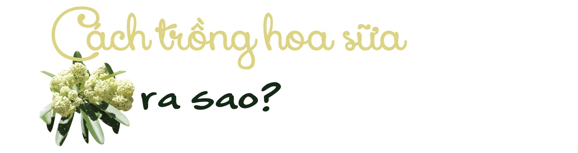 Hoa sữa khoe sắc nồng nàn mùa thu Hà Nội - Ảnh 19.