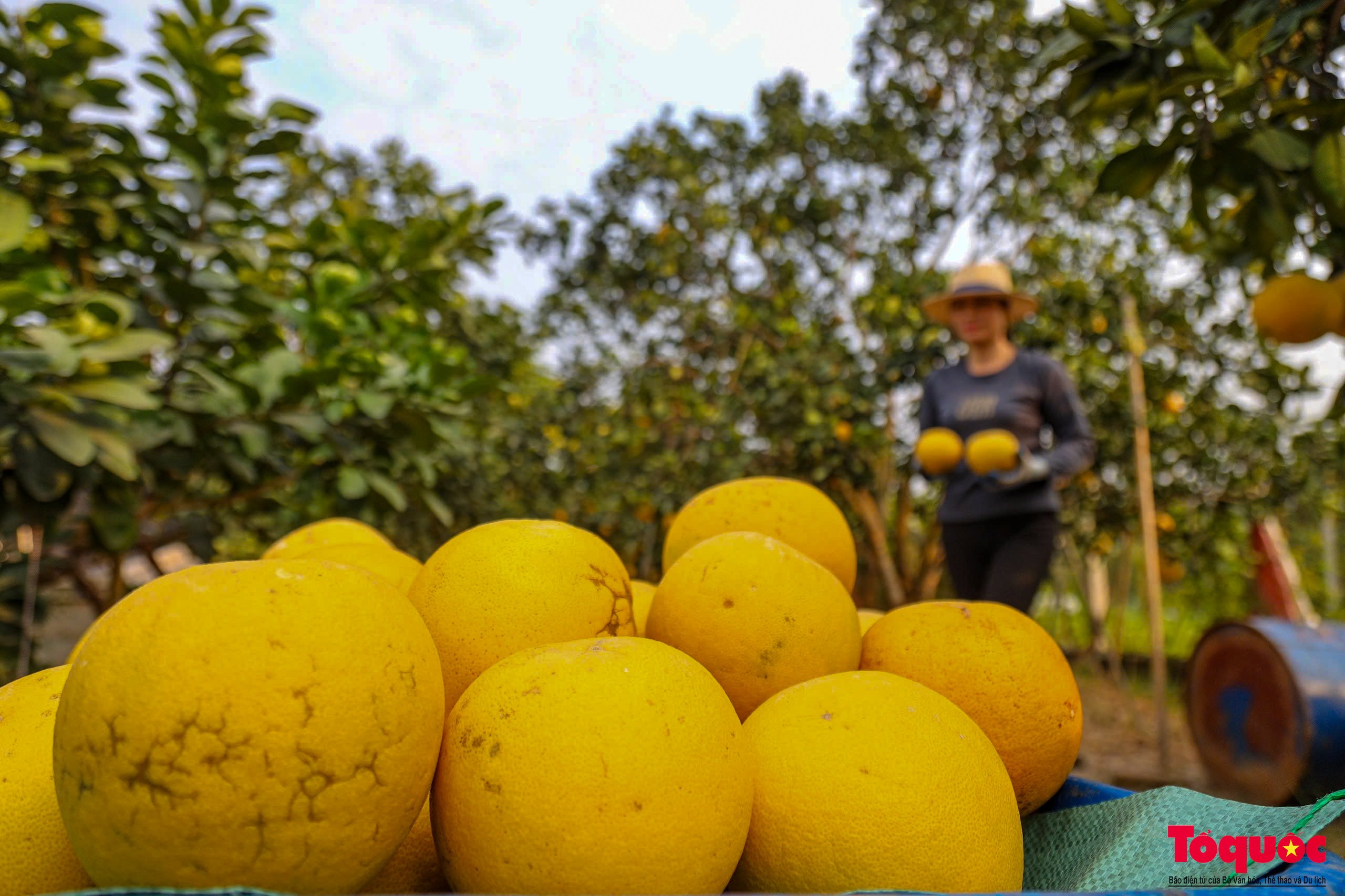 Hà Nội: Bưởi Diễn chín vàng sẵn sàng đón Tết - Ảnh 10.