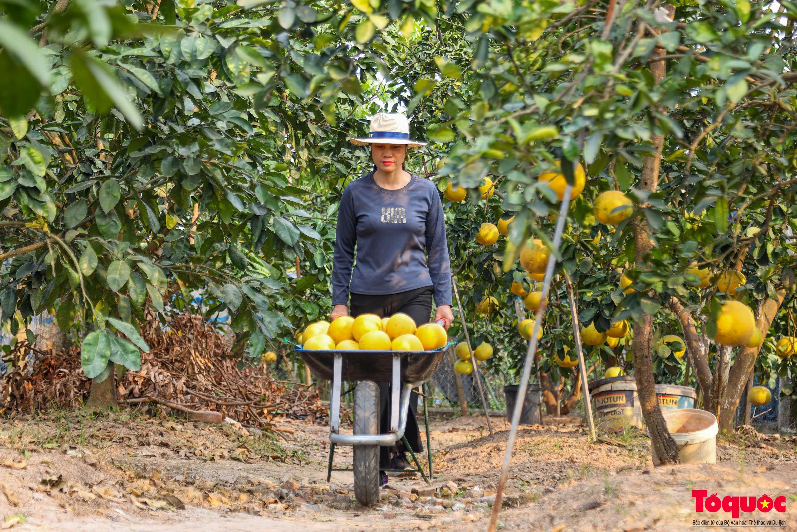 Hà Nội: Bưởi Diễn chín vàng sẵn sàng đón Tết - Ảnh 4.