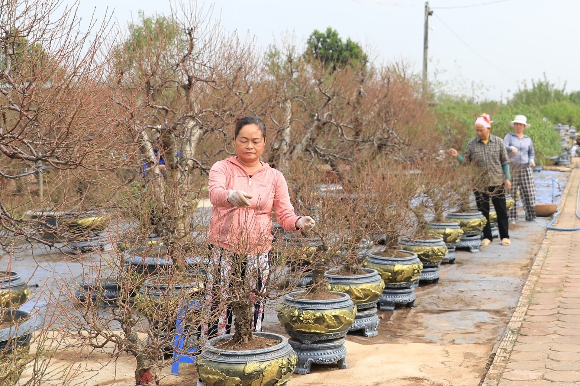 nguoi-trong-dao-o-nhat-tan-quan-tay-ho-tap-trung-cham-soc-cay-de-tieu-thu-vao-dip-tet-nguyen-dan-2025.-anh-quang-thai.jpg