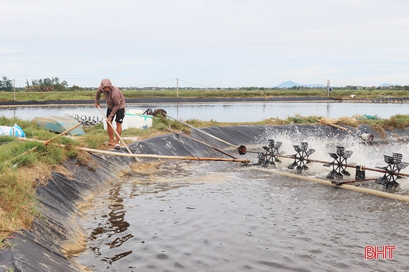 Triển vọng từ mô hình nuôi cá chim trắng vây vàng