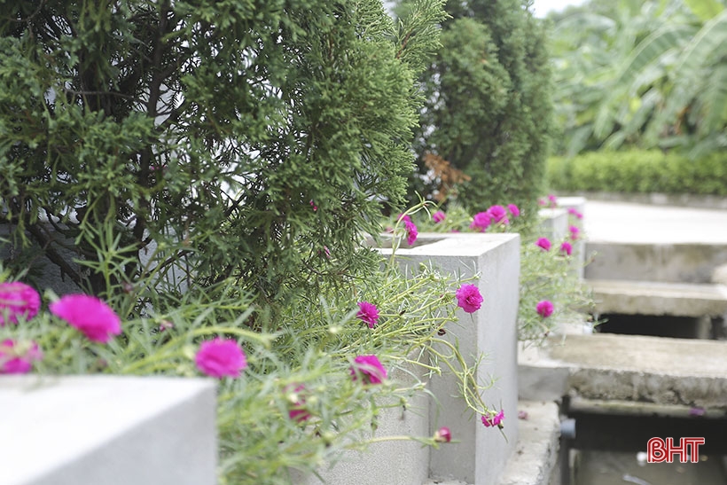 La buganvilla morada florece en el nuevo paisaje rural de Can Loc