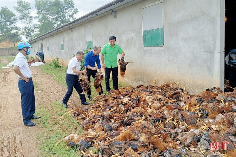 Hệ thống quạt gió gặp sự cố, một trang trại ở Hương Khê thiệt hại gần 8.000 con gà