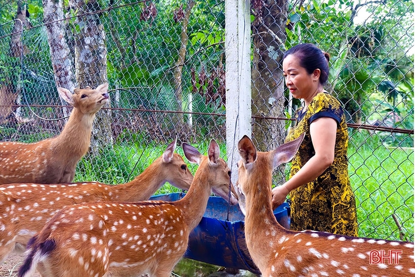 Những sản phẩm OCOP do phụ nữ Hà Tĩnh làm chủ