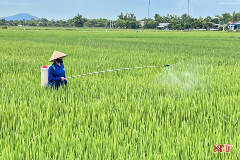 Gần 30.000 ha lúa hè thu ở Hà Tĩnh đã trổ bông