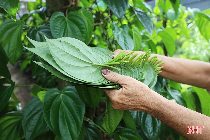 Làng trầu “tiến vua” tất bật dịp rằm tháng 7