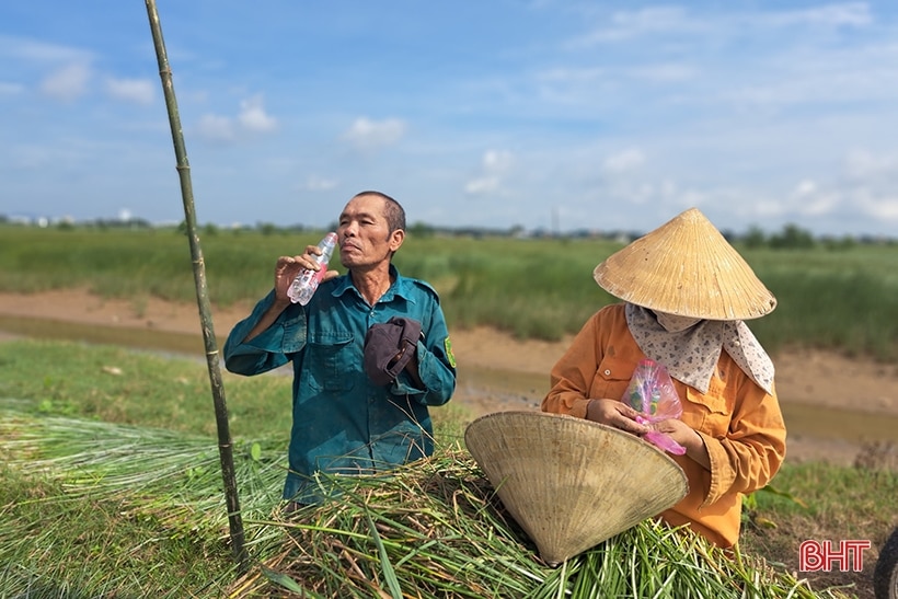 Vụ cói kém vui của người dân “ốc đảo Hồng Lam