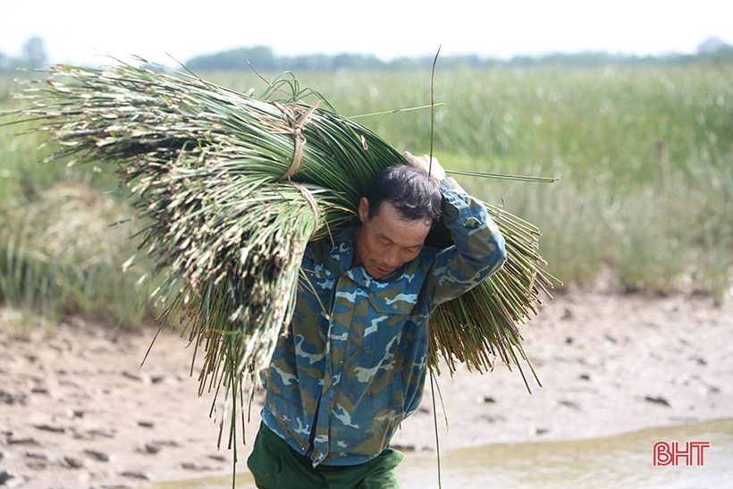 Vụ cói kém vui của người dân “ốc đảo Hồng Lam