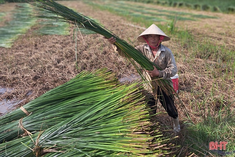 Vụ cói kém vui của người dân “ốc đảo Hồng Lam