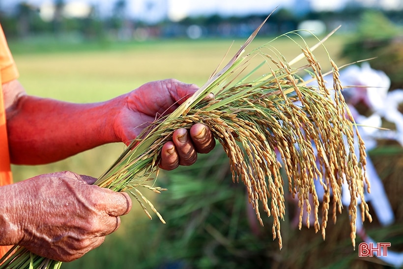 Sớm hoàn thiện hồ sơ đăng ký bảo hộ nhãn hiệu “Gạo rươi Đức Thọ”