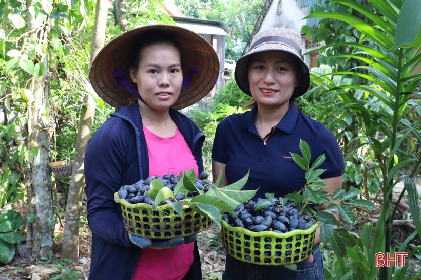 Sản lượng giảm mạnh, người trồng trám ở Hương Sơn kém vui