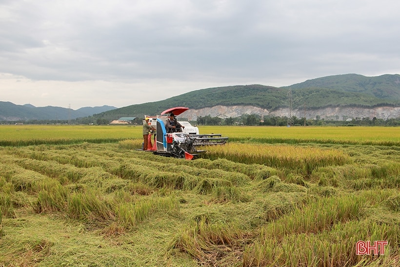 Năng suất lúa hè thu ở Can Lộc ước đạt 53,48 tạ/ha