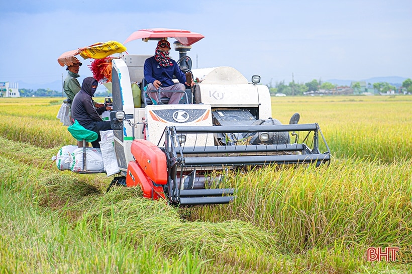 Cẩm Xuyên dẫn đầu toàn tỉnh về năng suất lúa hè thu năm 2023