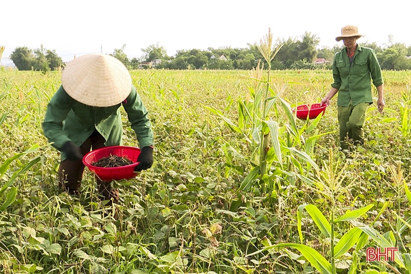 Nông dân Đức Thọ vào mùa thu hoạch đậu hè thu