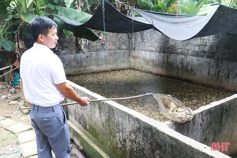 Triển vọng mới từ khởi nghiệp nuôi ếch Thái Lan ở Thạch Hà