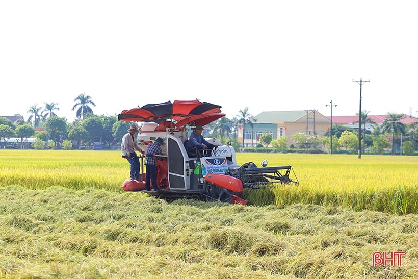 Nông dân Hà Tĩnh phấn khởi xuống đồng thu hoạch lúa hè thu