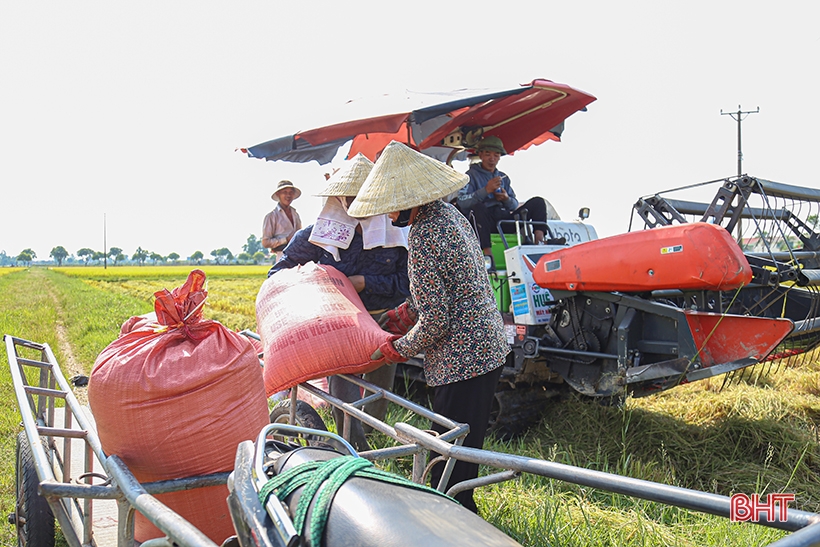 Nông dân Hà Tĩnh phấn khởi xuống đồng thu hoạch lúa hè thu