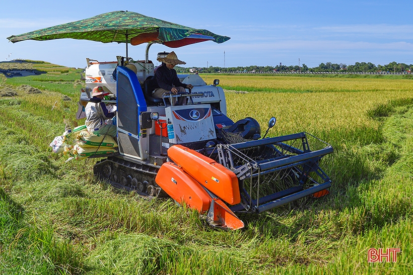 Nông dân Hà Tĩnh phấn khởi xuống đồng thu hoạch lúa hè thu